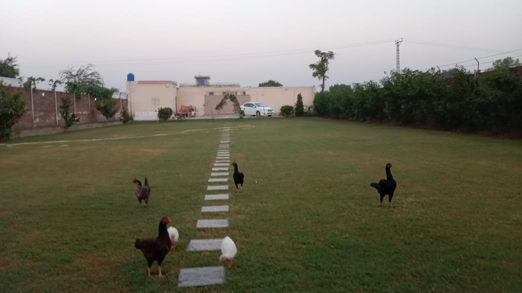 3 Kanal Plot for Sale – Sua Asal Road Near Watna Bus Stop